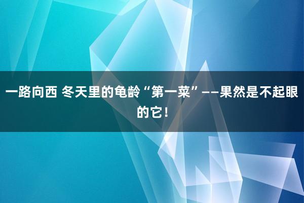 一路向西 冬天里的龟龄“第一菜”——果然是不起眼的它！